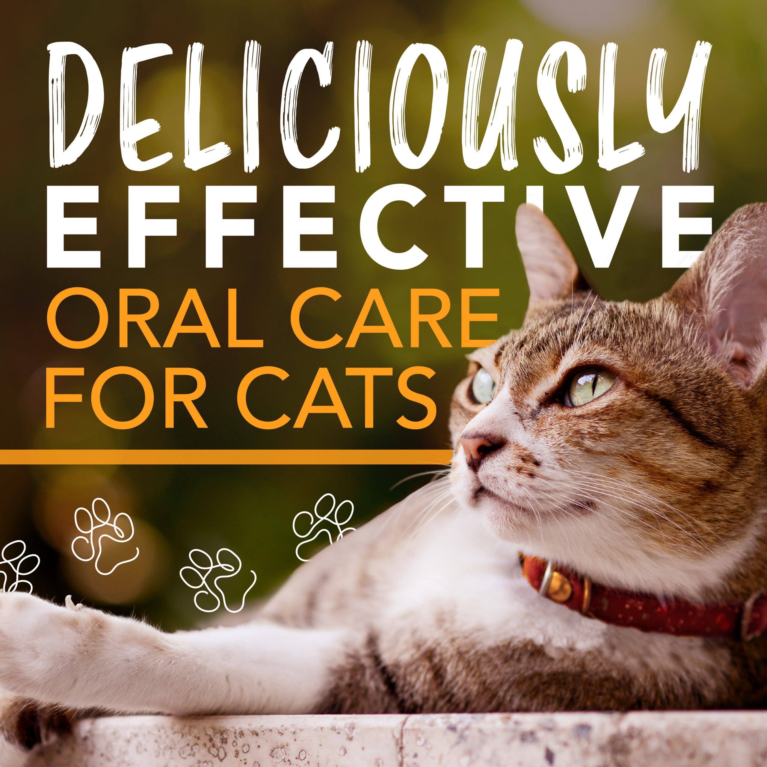 Teeth Cleaning Gel for Cats – Honey Marinated Chicken Flavor