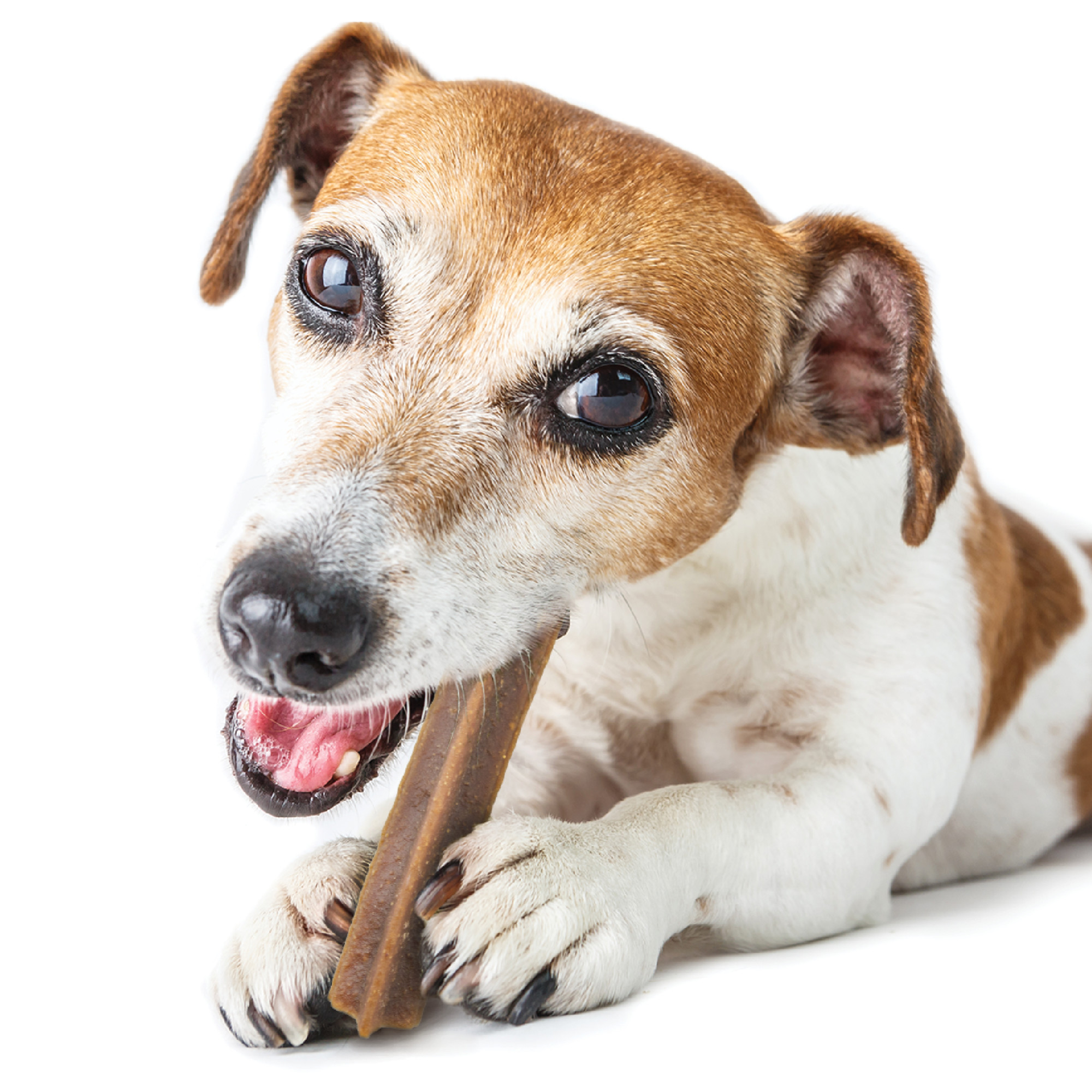 Dental Sticks for Large Dogs