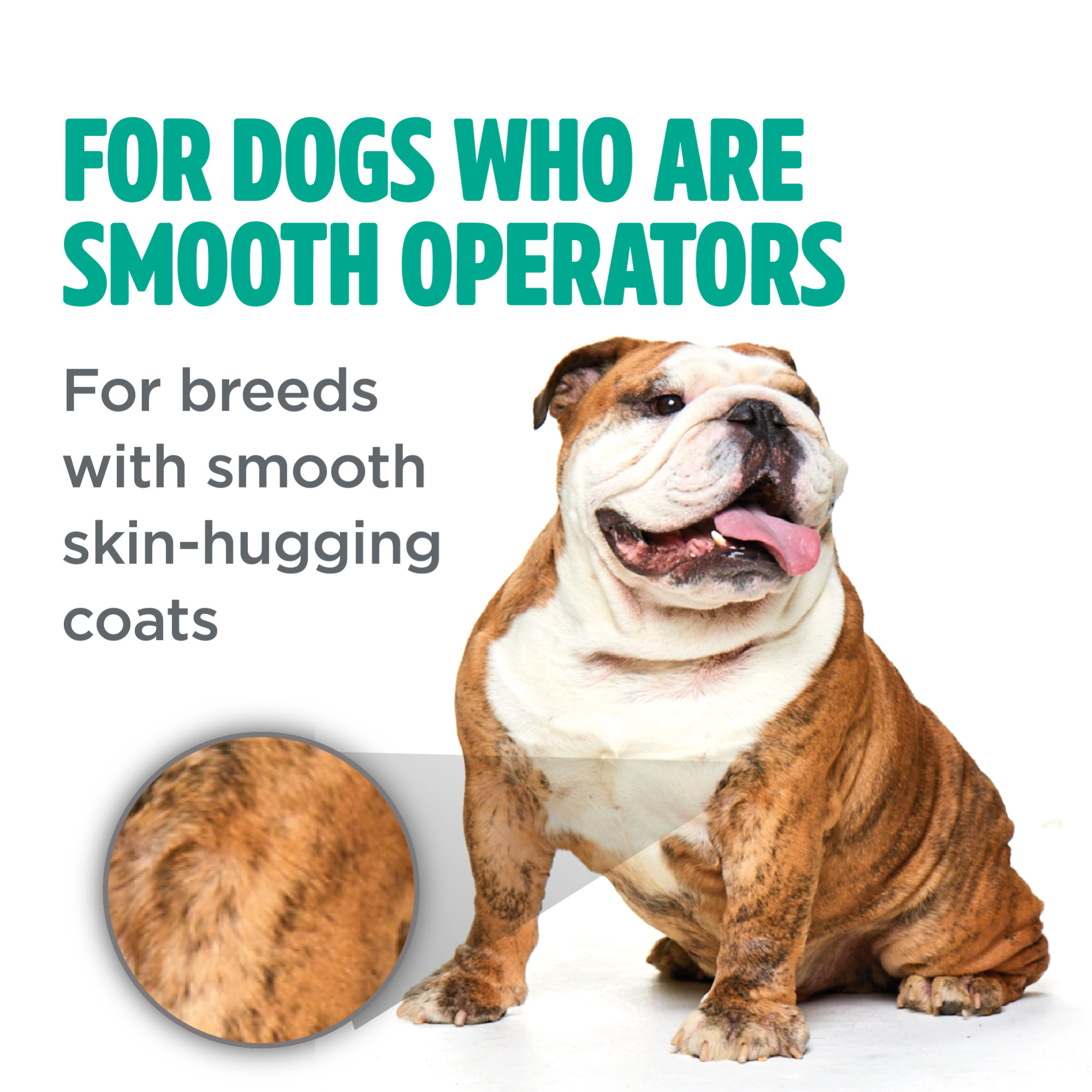 Smooth Coat Shampoo for Dogs