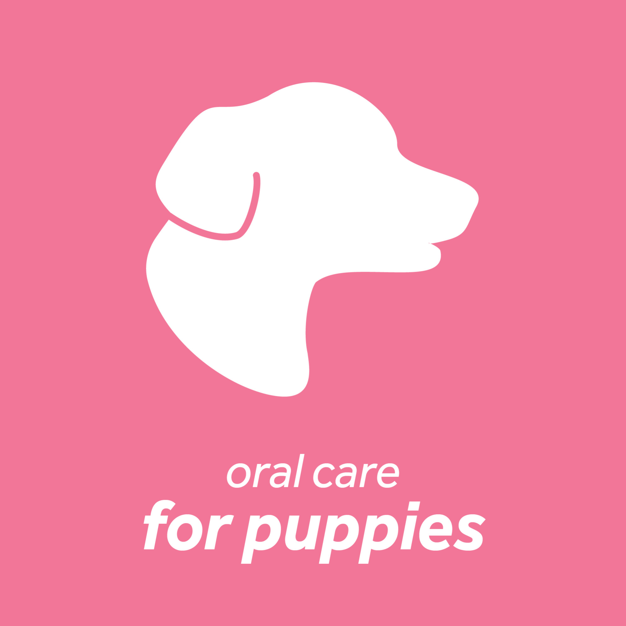 Dental Health Solution for Puppies