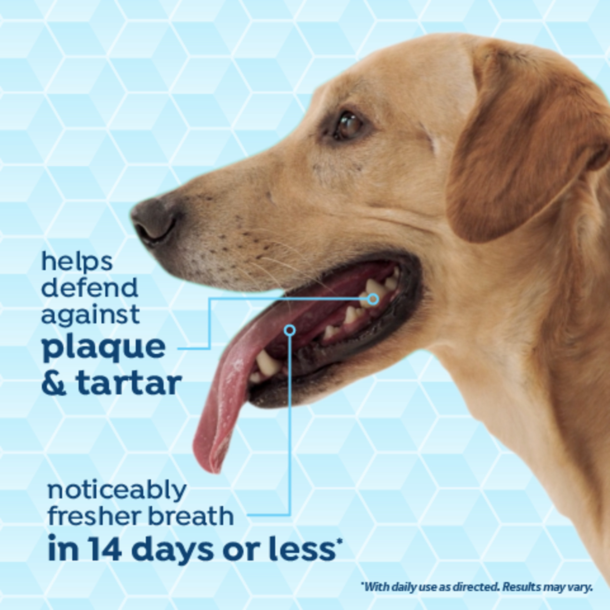 Dental Health Solution for Dogs