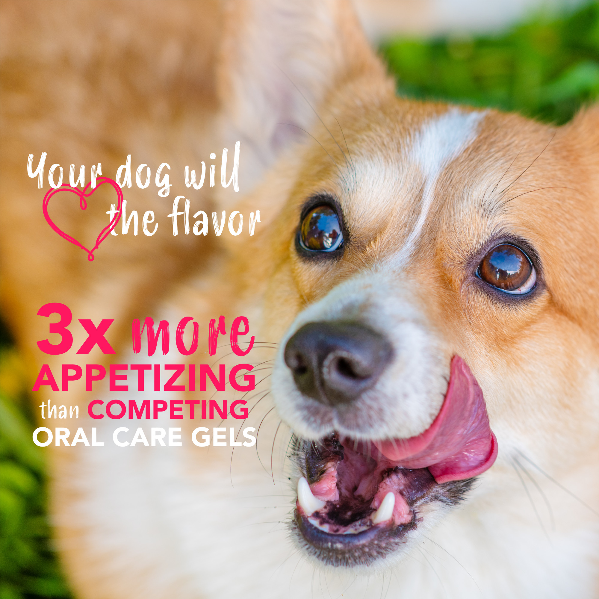 Teeth Cleaning Gel for Dogs – Peanut Butter & Honey Flavor