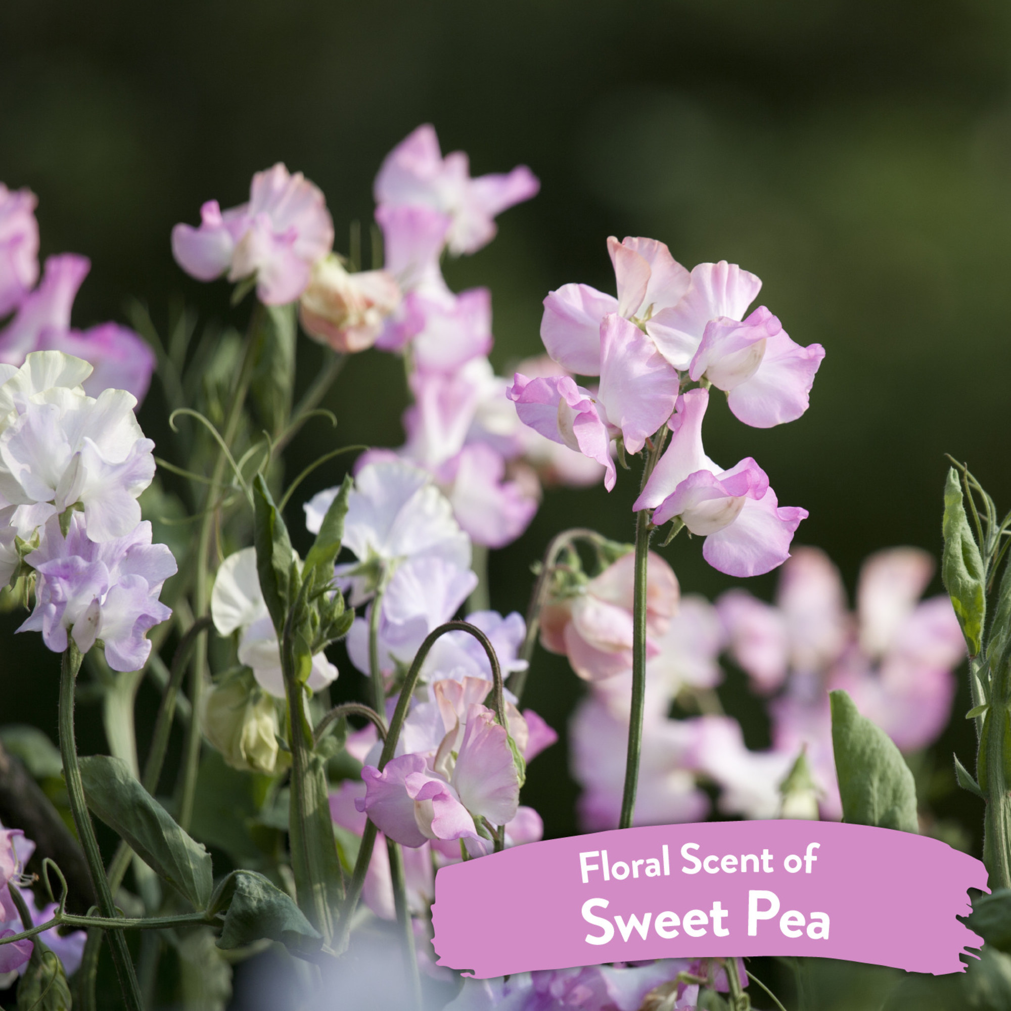 Sweet Pea Tangle Remover Spray for Pets