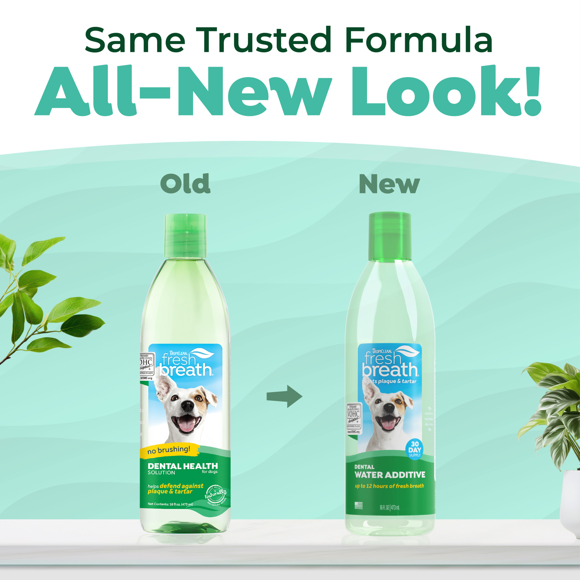 Dental Health Solution for Dogs