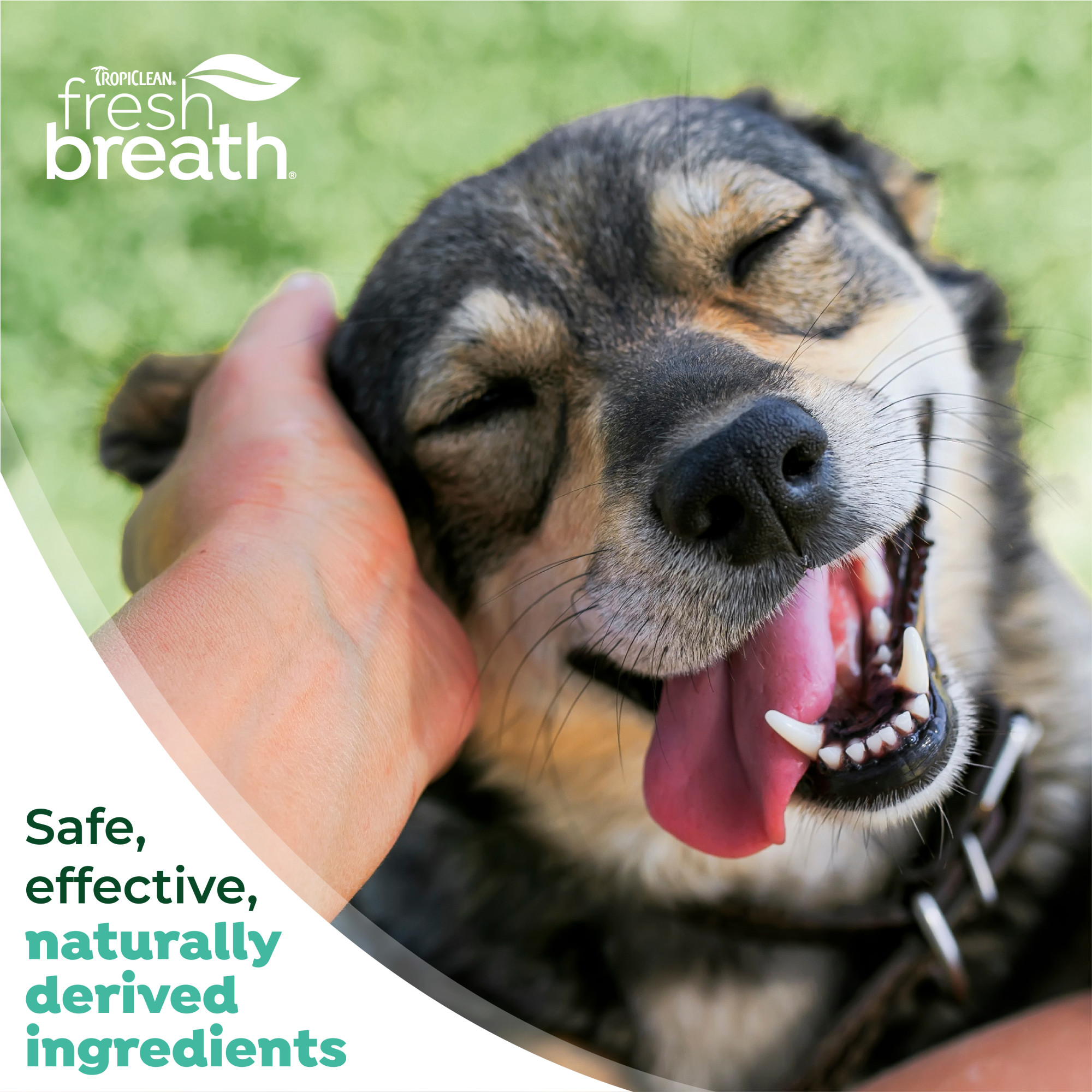 Oral Care Kit for Large Dogs