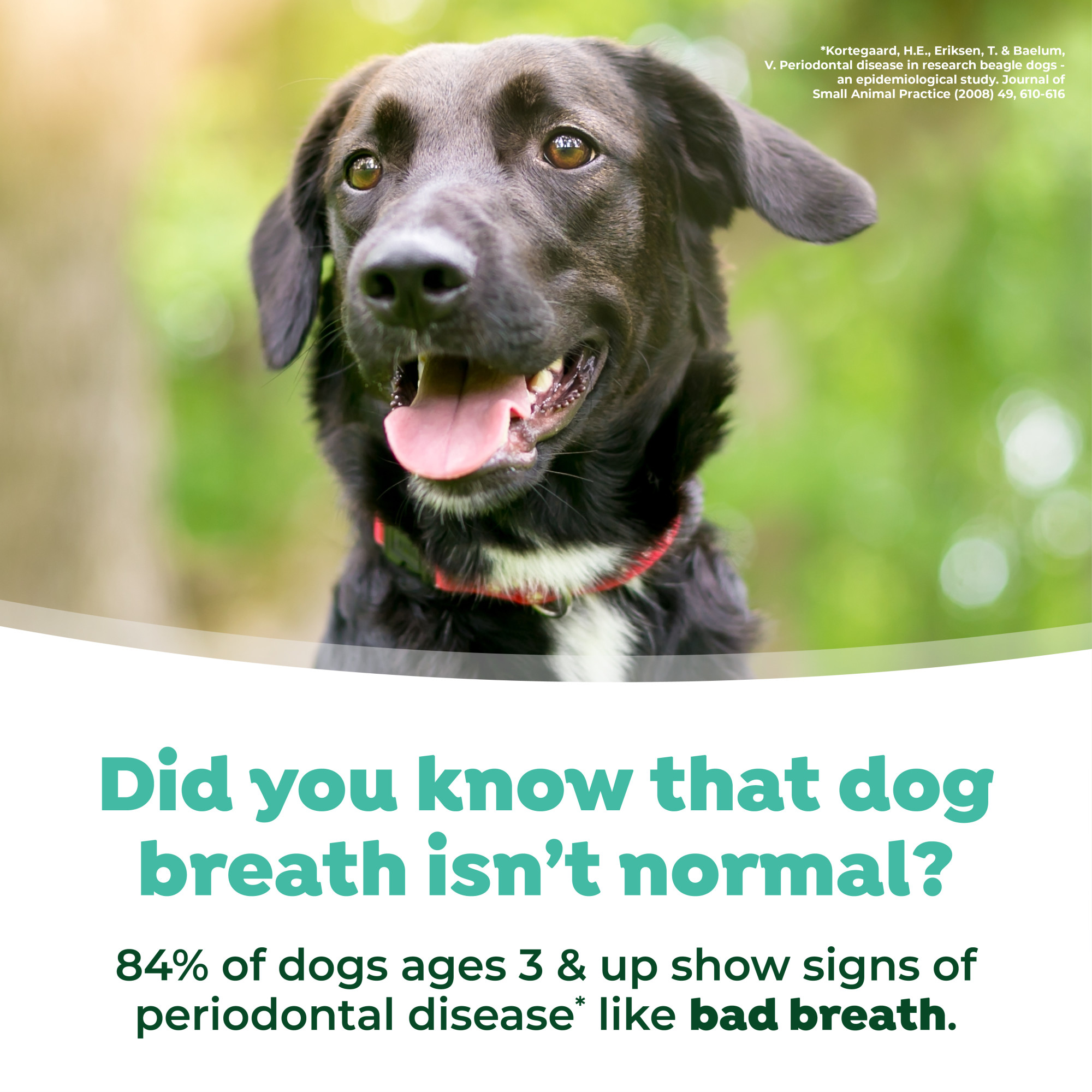 Dental Health Solution for Dogs