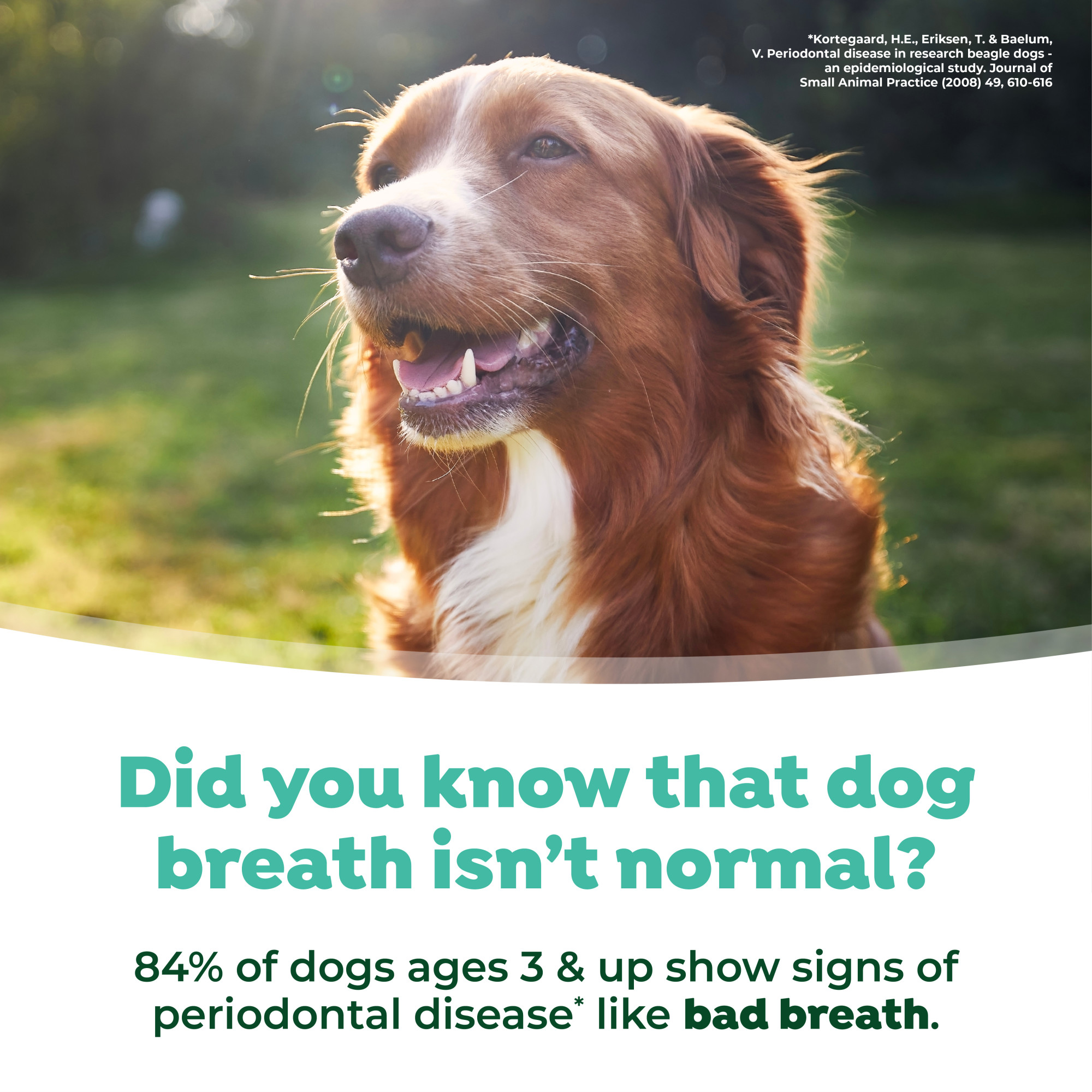 Oral Care Drops for Dogs