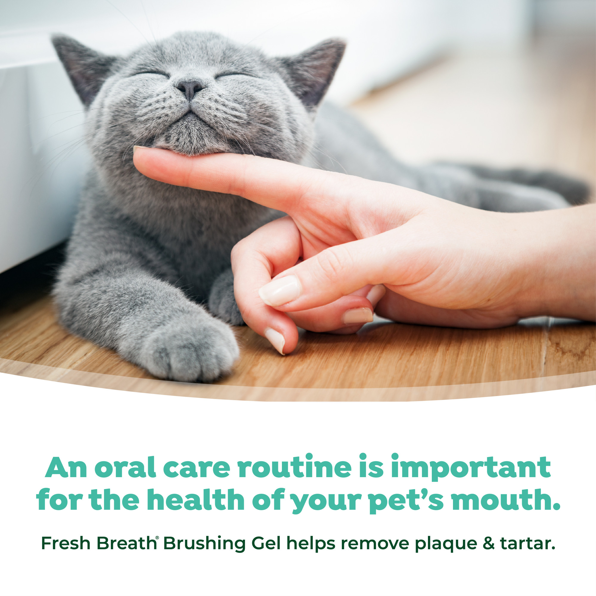 Oral Care Kit for Cats