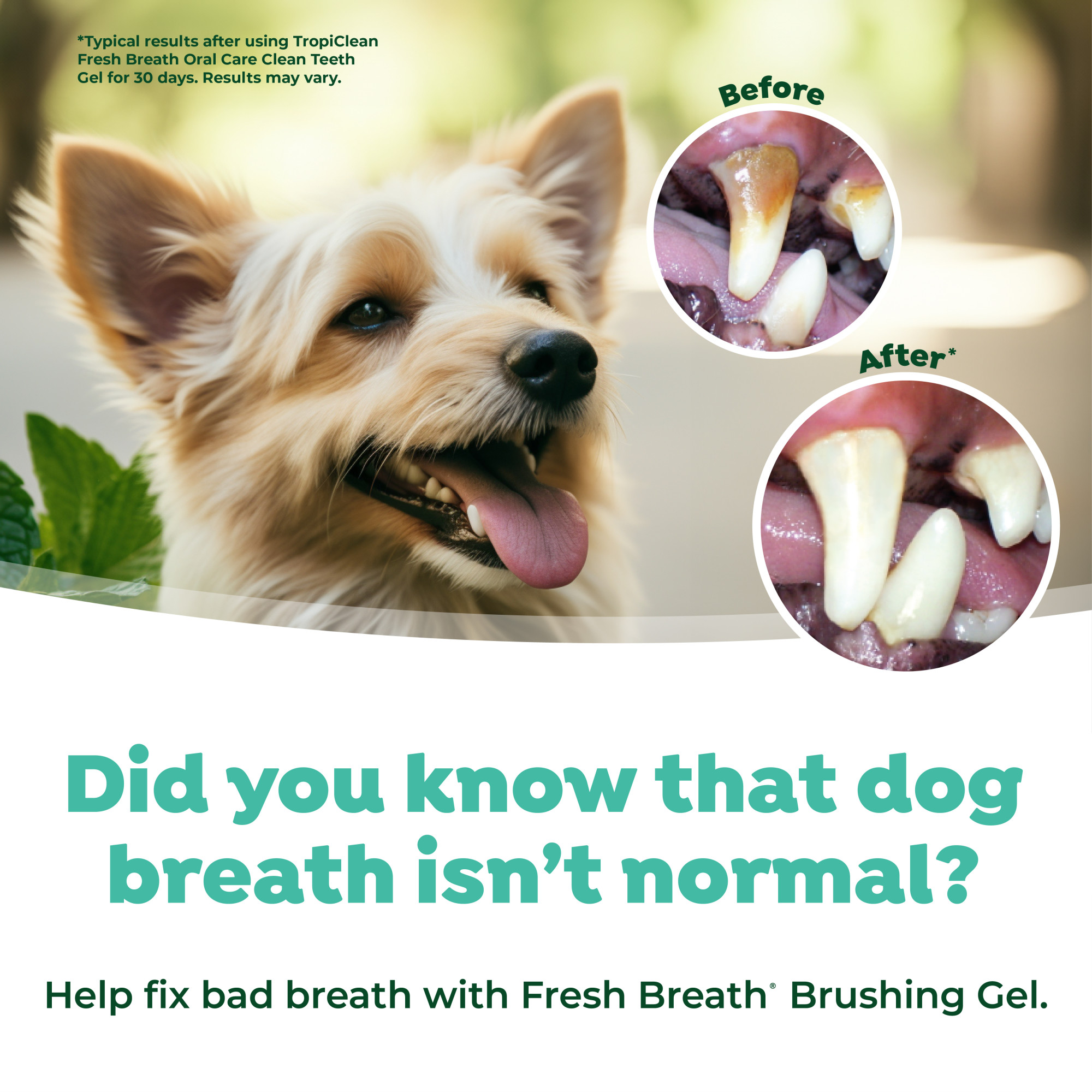Oral Care Brushing Gel for Dogs