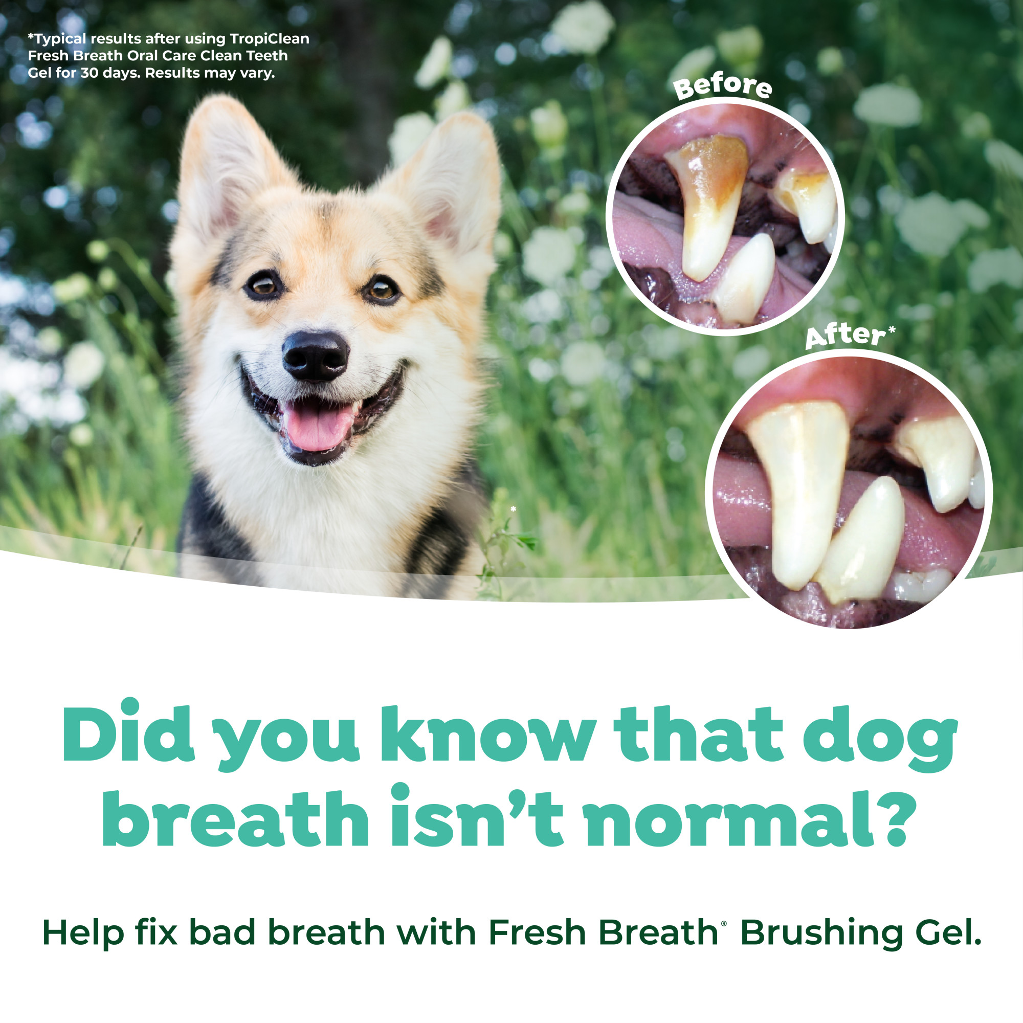 Oral Care Kit for Large Dogs